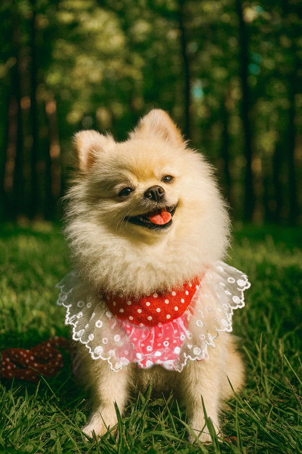 Luxury Red Lace Dog Harness with Bow & Leash – Elegant Pet Outfit