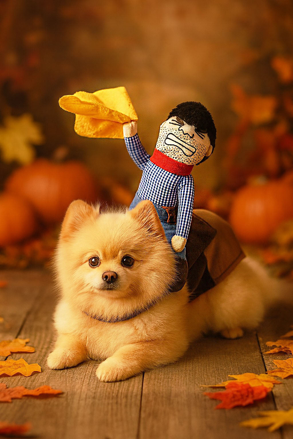 Halloween Costumes for Small Dogs and Cats - Creative and Humorous Pet Apparel