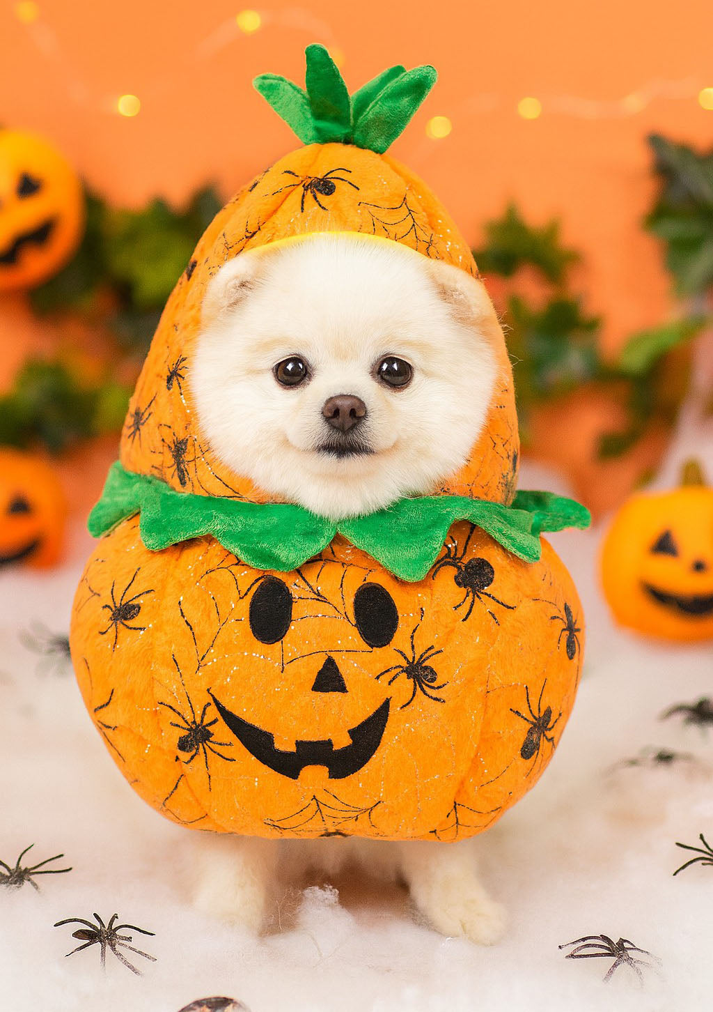 Halloween Costumes for Small Dogs and Cats - Creative and Humorous Pet Apparel