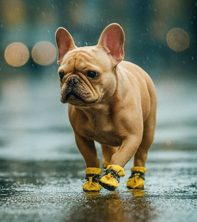 Dog Boots Paw Protector, Anti-Slip Winter Dog Shoes with Reflective Straps for Small Medium Dogs Size 5 4PCS